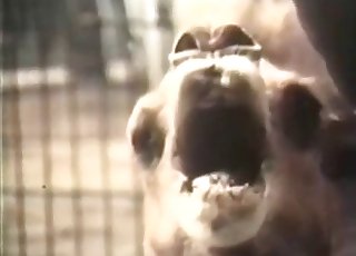 Camels are banging in the doggy style