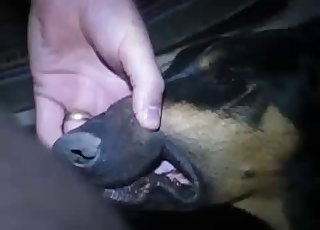 恶犬被狠狠地颜射