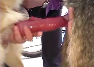 Kinky dogs showing off their cocks on cam