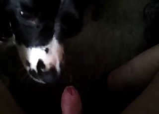 Beautiful doggy sucking a huge dick with love