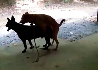 Two dogs fucking like crazy outdoors