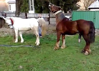 Brown stallion fucks a sexy white pony