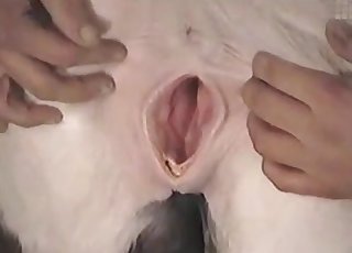 性感的農場動物看起來真讓人想操。